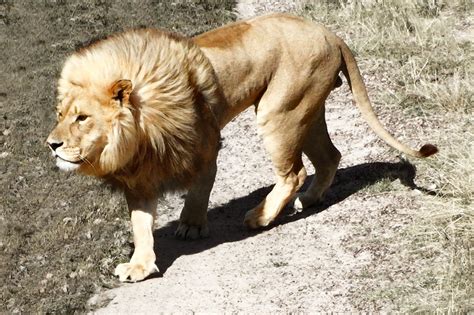 Painting Of A Prowling Lion Free Stock Photo - Public Domain Pictures