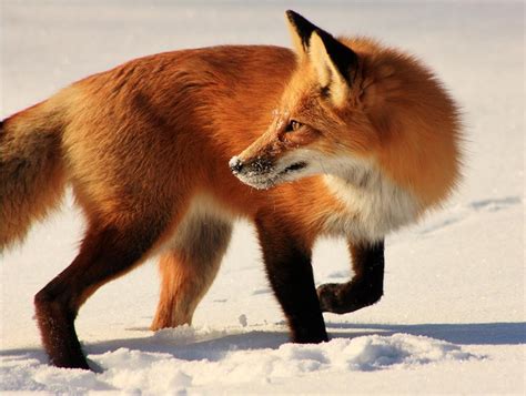 Winter fox - Fox Photo (10546348) - Fanpop