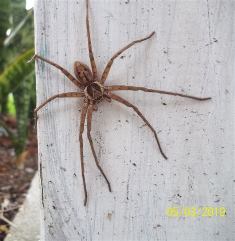 Male Heteropoda venatoria (Huntsman Spider) in St Petersburg, Florida ...