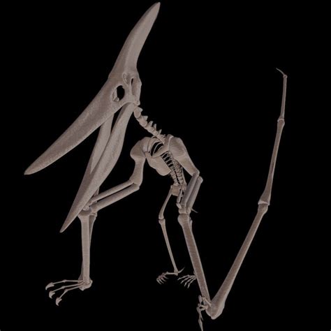 Pteranodon skeleton 3D model animated rigged | CGTrader