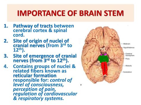 PPT - * BRAIN STEM EXTERNAL FEATURES PowerPoint Presentation, free download - ID:2068072