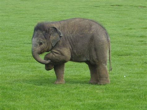 Longleat elephant calf | ช้าง, สัตว์