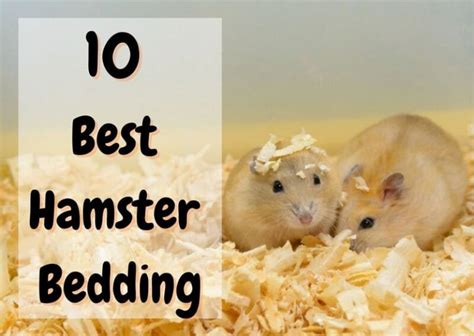 10 Best Hamster Bedding | REAL REVIEWS (2023 Guide) - The Pet Savvy