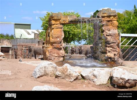 Elephants at Chester Zoo Stock Photo - Alamy