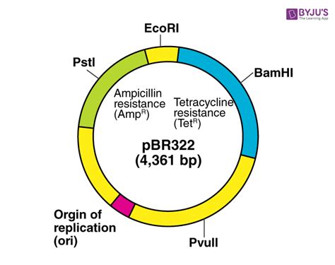 Bacterial Plasmid Structure