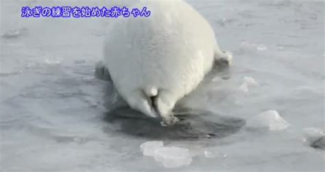 Song by Parry Gripp Lazy Harp Seal Has No Job - Videos - Metatube