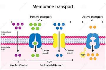 Active Vs Passive Transport, Molecules Movement in Cell. Membrane ...