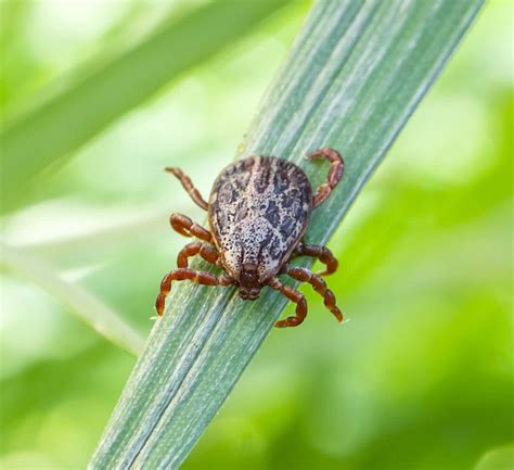 Four Common Ticks in Pennsylvania | Moyer