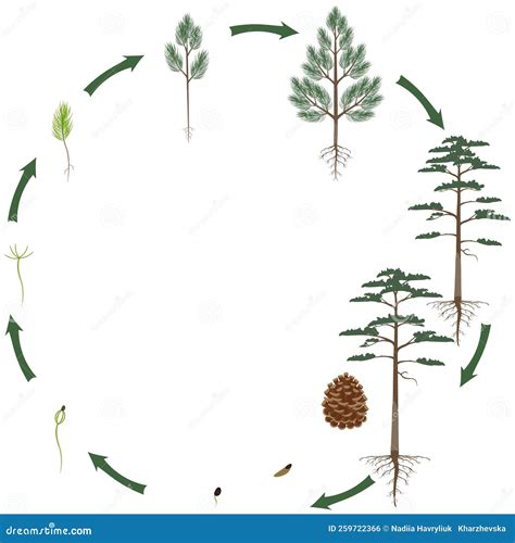 A Growth Cycle Of Scots Pine Tree On A White Background. Vector Illustration | CartoonDealer.com ...