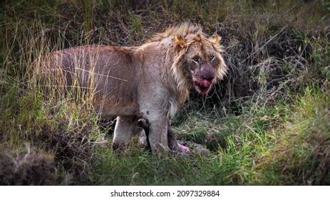 2,570 Lion eating prey Images, Stock Photos & Vectors | Shutterstock