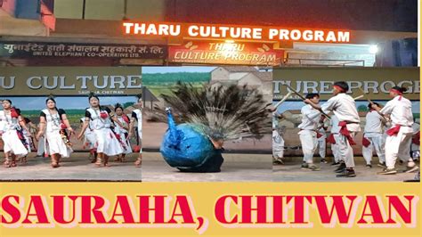 Tharu Culture Programme, Sauraha Chitwan || Lathi Dance, Jhumra Dance n ...