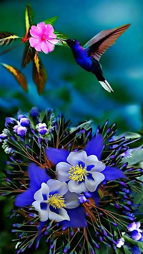 Love Birds, Beautiful, Nature Background HD phone wallpaper | Pxfuel