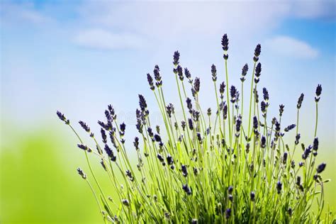 Lavender, medical plant stock image. Image of flowers - 56943317