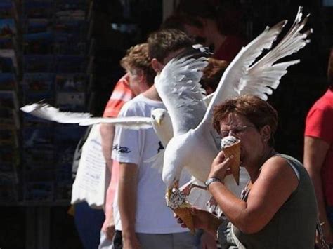 Seagulls Stealing Food Are Funny And Terrifying (27 pics) - Izismile.com