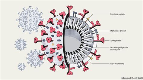 Structure of Covid-19 Virus - agapejracademy2002k8ga