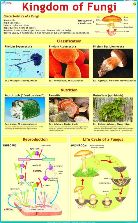 Fungi Types And Classification