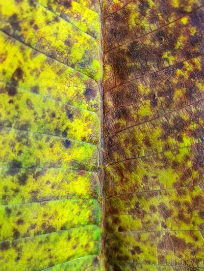 Rust On Plumeria Leaves - Recognizing And Managingg Rust Of Plumeria Plants