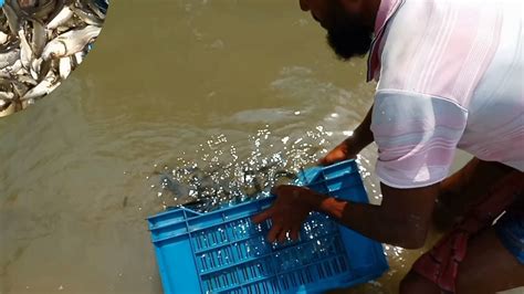 Rui fish fry Katal fish fry | রেনু পোনা ছাড়ার পদ্ধতি | Except Renu Pona in the pond - YouTube