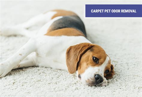 Pet Stain Removal Services - Advanced Carpet Restoration