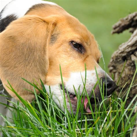 Why Dogs Eat Grass – Bonza Dog Treats