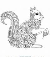 Free Patterned Squirrel Coloring  Daily sketch template