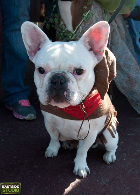 Dog Halloween Costume Party | Dog halloween, Dog halloween costumes ...