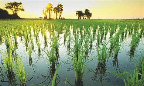 China helps Pakistan develop hybrid rice varieties - Pakissan.com