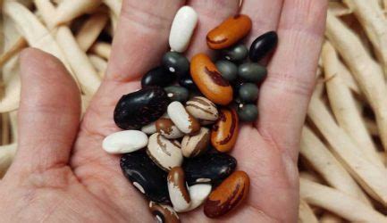 The Case For Organic Seeds: Planting Resilience - Hobby Farms