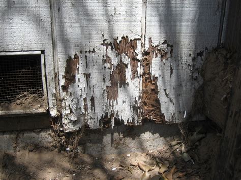 File:Termite damage.JPG - Wikipedia