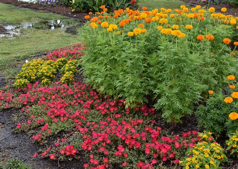 Marigolds supply lasting color, help for tomatoes | Mississippi State ...