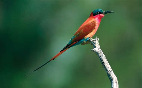 Bee-eater | Brightly Colored, Acrobatic, Social | Britannica