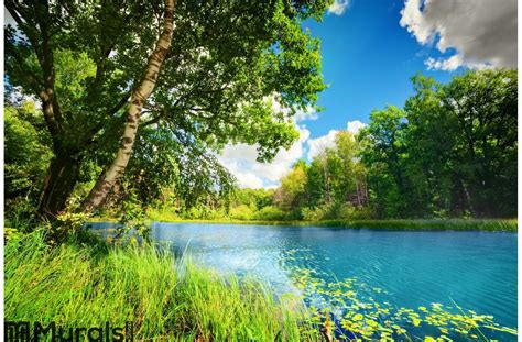 Clean lake in green spring summer forest Wall Mural