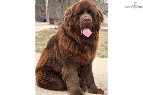 Rya Black/White : Newfoundland puppy for sale near Lake Of The Ozarks ...