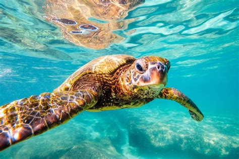 THE GREAT 8 | SOUTHERN GREAT BARRIER REEF