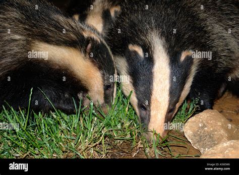 Meles meles,Badger, Two cubs foraging for food Stock Photo - Alamy