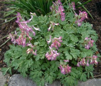 Corydalis - Alchetron, The Free Social Encyclopedia