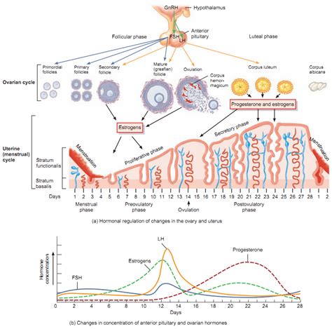 FSH and LH (Gonadotropic Hormones) - Antranik.org