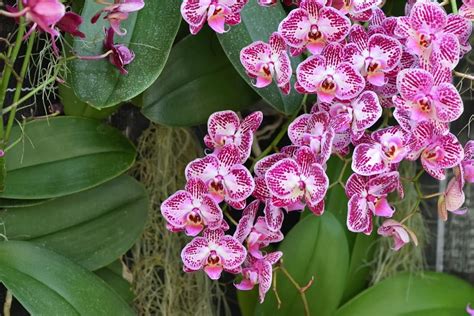 Orchid Flower Color Symbolism | Best Flower Site