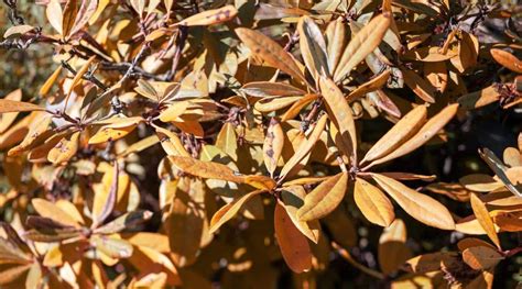 8 Reasons Your Azaleas Are Turning Brown & Dying