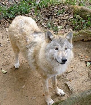 Animals of the world: Himalayan wolf