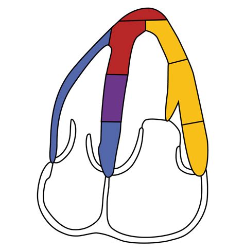 Wall Segments - Apical 4 Chamber Diagram | Quizlet