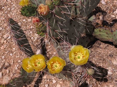 Desert Colors: Cactus Flowers