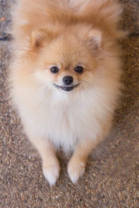 Beautiful Orange Pomeranian Dog. Stock Image - Image of outdoor, animal: 93006985