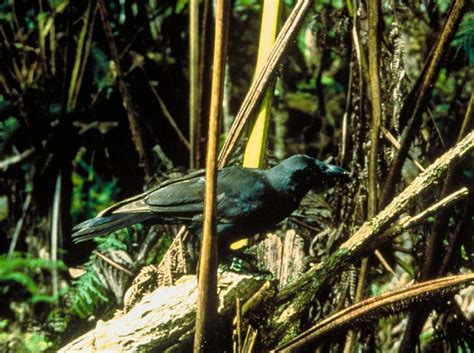 Hawaiian crow Corvus hawaiiensis – Endangered Animals