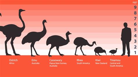 Comparación de los tamaños de las aves paleognatas (tinamúes y ratites ...