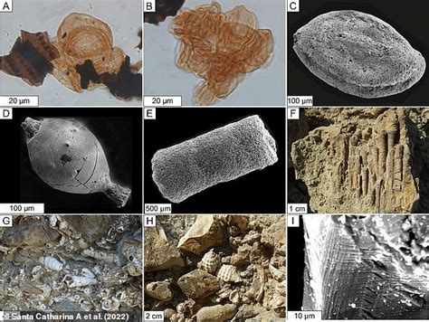 Dinosaur-killing meteorite ignited wildfires over 1,500 miles away ...