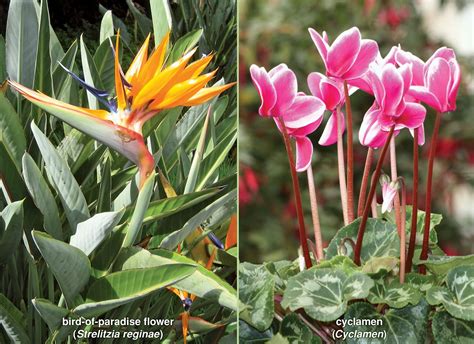 Angiosperm - Flowers, Leaves, Roots | Britannica