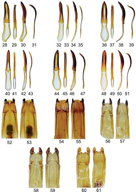 28, 32, 36, 40, 44, 48 – tegmen in ventral view. 29, 33, 37, 41, 45, 49... | Download Scientific ...