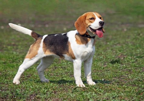 What Is The Difference Between Beagle And Beagle Harrier