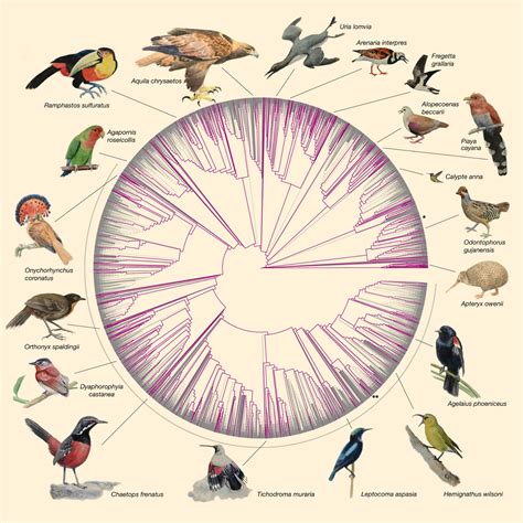 Researchers Sequence Genomes of 363 Bird Species | Genetics | Sci-News.com